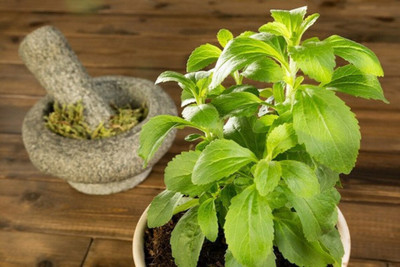 GEZ Stevia rebaudiana, non GMO Seed(50 per packet)
