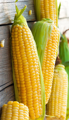 WILLVINE GBPUT -III Seeds Sugar Sweet Corn Heirloom-[500g] Seed(2000 per packet)