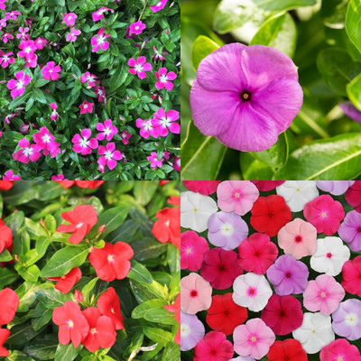 ibains Vinca seeds mixed bij 42 Seed(42 per packet)
