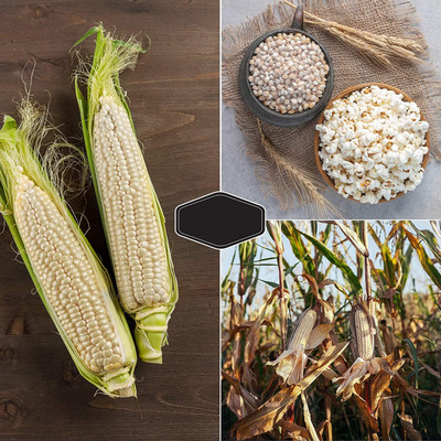 Qualtivate PUA-4A Japanese Hulless Popcorn Seed Seed(400 per packet)