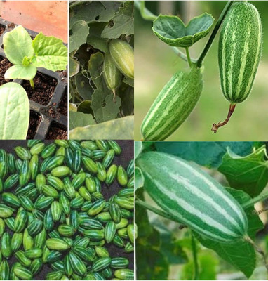 ibains Parval seeds vegetable beej 10 Seed(10 per packet)
