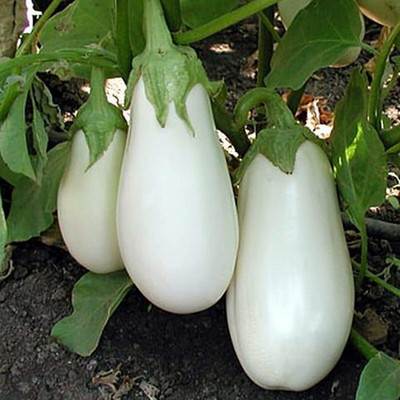 VNR Brinjal Seed(32 per packet)