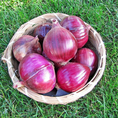 WILLVINE MEH -V Red Candy Apple Onion Seed [1g] Seed(750 per packet)