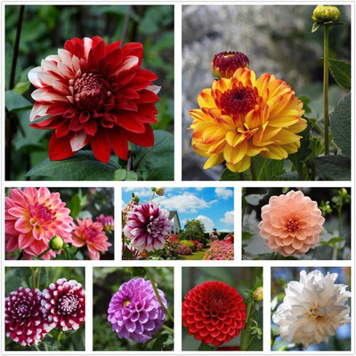 CYBEXIS NBIR-25 - Dahlia Compound Petals Multi-Color Mixed - (180 Seeds) Seed(180 per packet)