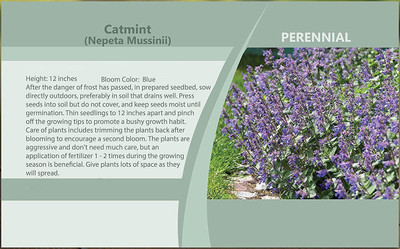 VibeX ATS-16 - Catmint - 'Blue Wonder' - (4500 Seeds) Seed(4500 per packet)