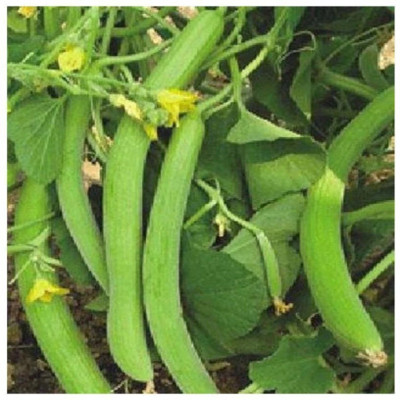 Cloud Farm Long Melon Kakri Seeds, Cucumber Kakdi Seeds-SD-200-3E Seed(200 per packet)