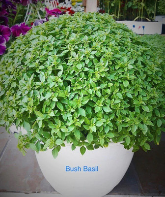 VibeX ® RXI-20 Spicy Bush Basil Seed(1000 per packet)