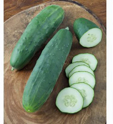 Quentova Whopper II Hybrid Cucumber, Hardy and Dark Seeds-CuC_948 Seed(200 per packet)