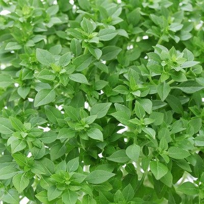 WILLVINE GBPUT-5 Greek Basil Seeds Seed(2000 per packet)