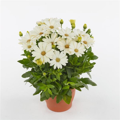 Mozette Exotic daisy white Seed(20 per packet)