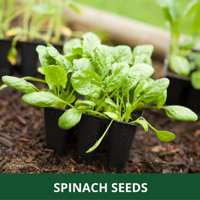 Qualtivate PUAS-4A Multicut Spinach Seed Seed(300 per packet)
