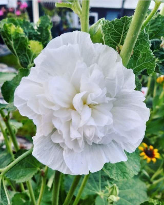 Aywal Hollyhock Double Mix Seed(50 per packet)