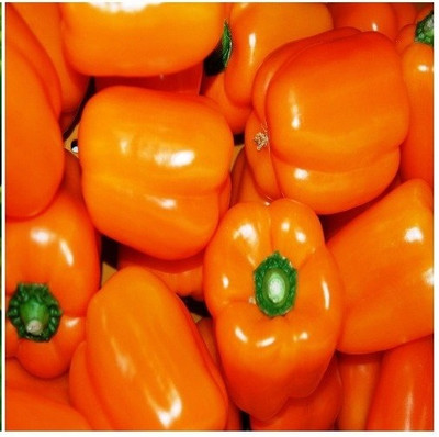Qualtivate GBPT-6A IMPORTED CAPSICUM ORANGE Seed(100 per packet)