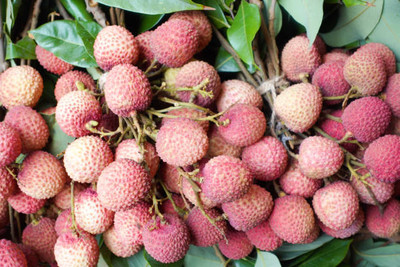 MAA LITCHI,LICHEE,LYCHEE Seed(10 per packet)