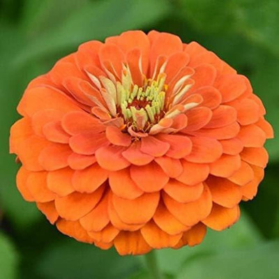 VibeX VXI-53 - Zinnia Orange King Colors Flower - (270 Seeds) Seed(270 per packet)