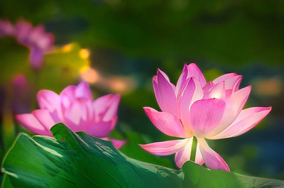 Go Raw lotus,kamal gatta Seed(10 per packet)