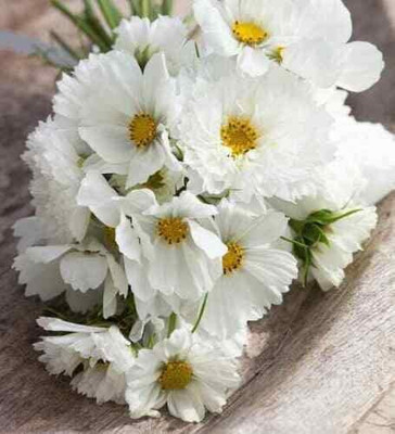 VibeX TLX-92 - White Cosmos Flower - (30 Seeds) Seed(30 per packet)