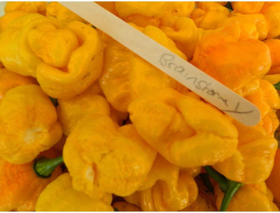 Biosnyg High Germination 7 Pot Yellow Chilli Seeds for Terrace Gardening-(1000 Seeds) Seed(1000 per packet)