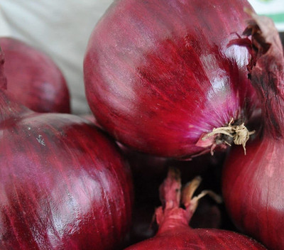 VibeX ® RXI-655 Red Creole Onion Seeds Seed(1000 per packet)