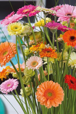 Lorvox Daisy Seed(110 per packet)
