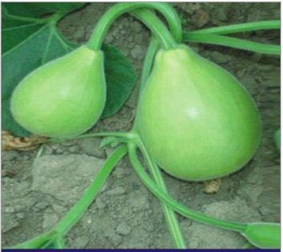 jui halder Bottle gourd, Hybrid lau Seed(45 per packet)