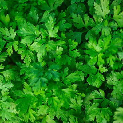 VibeX LX-98 - Italian Flat Parsley - (2250 Seeds) Seed(2250 per packet)