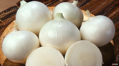 WILLVINE ROX -X Pusa white round Onion [2.5g] Seed(1500 per packet)
