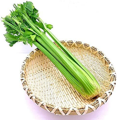 KNESSiN Celery Seed(1250 per packet)
