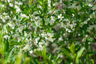 Plantzone gypsophila flower Seed(25 per packet)