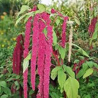 KNESSiN VXI-4 Amaranthus Red Seed(200 per packet)
