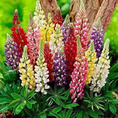 CWAN Russell Lupine Flower Seed(30 per packet)