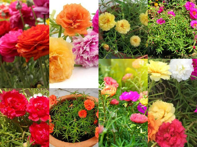 ibains Portulaca double mix flower seeds, 10 o clock flower seeds all 10 colours Seed(50 per packet)