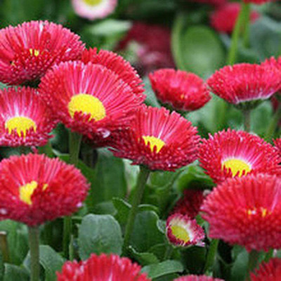 CYBEXIS TLX-24 - High Germination Rate Chrysanthemum - (30 Seeds) Seed(30 per packet)