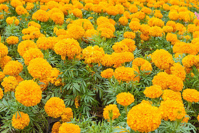 Apni Maati marigold/gende ka phool flower seeds Seed(50 per packet)