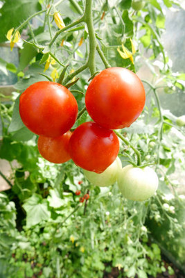 Rumman tomato Seed(110 per packet)