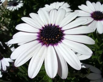Aywal F1 Hybrid Good Germination (Dimorphotheca) Seed(40 per packet)