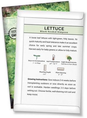 Quentova Black Seeded Simpson Lettuce 2.5gm Seed(2000 per packet)