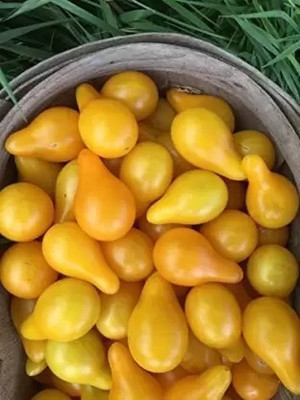 Aro Yellow Cherry Tomato, Tamatar Seed(51 per packet)