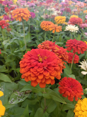 abiswas Zinnia Mixed Flower Seeds for Planting Seed(550 per packet)