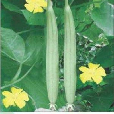 VibeX White long sponge gourd[10 Gms, 50 Seeds] Seed(50 per packet)