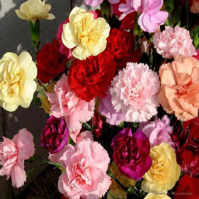Lorvox Carnation Seed(80 per packet)