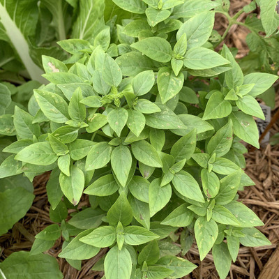 VibeX LX-81 - Spicy Globe Basil (ocimum basilicum Minimum) - (4500 Seeds) Seed(4500 per packet)