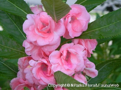 Cloud Farm Balsam Double Mixed Seed(70 per packet)