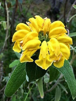 CYBEXIS LX-47 - Jerusalem Sage - (450 Seeds) Seed(450 per packet)