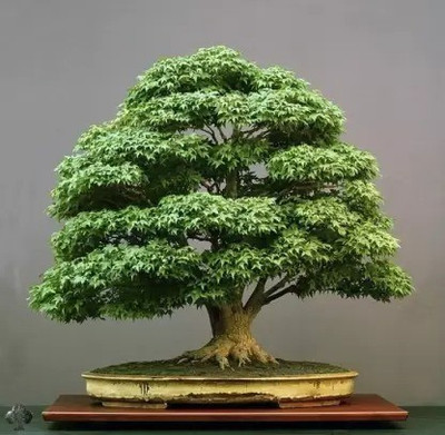 Aro Maple Seed(25 per packet)