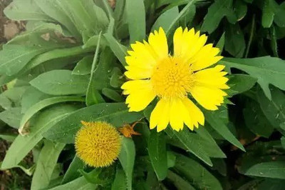 MAA Gaillardia, Mesa Yellow Seed(31 per packet)