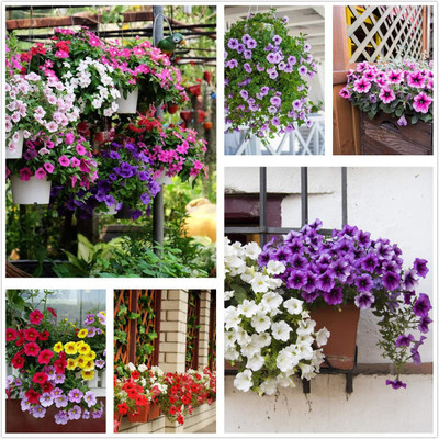 CYBEXIS PUAS-9 - Petunia 'Colour-Themed Collection'(Rainbow Colors) - (60 Seeds) Seed(60 per packet)