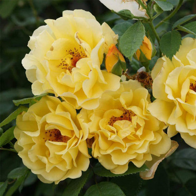 CYBEXIS VXI-70 - Yellow Climbing Rose - (100 Seeds) Seed(100 per packet)