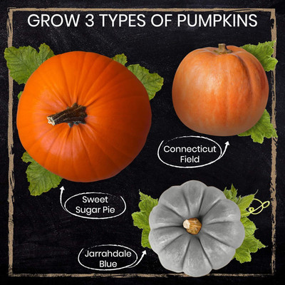 Qualtivate XXX-6A 3 Types of Pumpkin Seeds Seed(50 per packet)