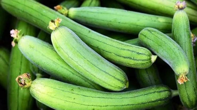Quentova SPONGE GOURD - TORI-XLR-6T Seed(75 per packet)